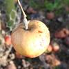 Apple: Norfolk Royal Russet