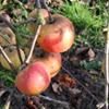 Apple: Norfolk Royal Russet