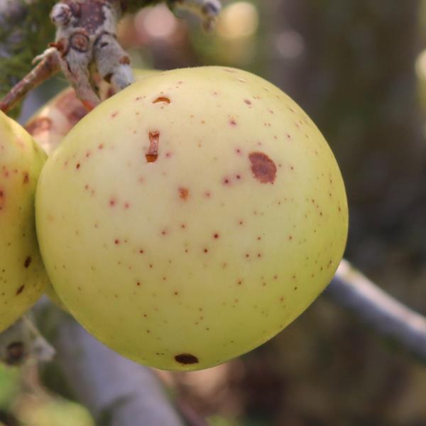 Apple: Osier