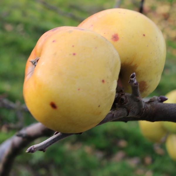 Apple: Pomme De Choux A Nez Creux