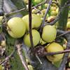 Apple: Pomme De Choux A Nez Creux