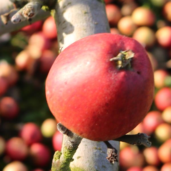 Apple: Porters Perfection