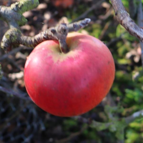 Apple: Red Army
