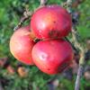Apple: Red Army