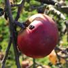 Apple: Red Elstar