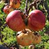 Apple: Red Elstar