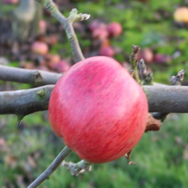 Apple: Reinette Van Berks
