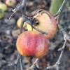 Apple: Ruby Thorrington