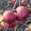 Apple: Ruby Thorrington