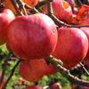 Apple: Septer