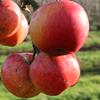 Apple: Septer