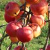 Apple: Septer