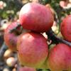 Apple: Severn Bank