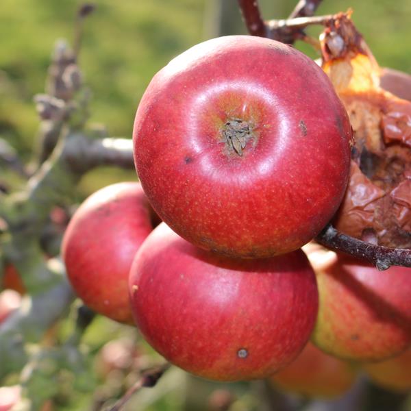 Apple: Severn Bank