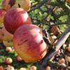 Apple: Shinfield Seedling