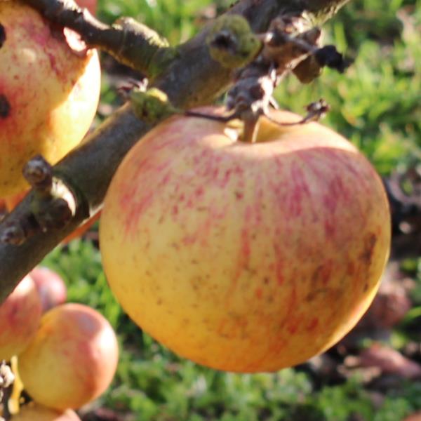 Apple: Shinfield Seedling