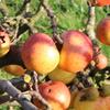 Apple: Shinfield Seedling