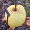 Apple: Sir Prize