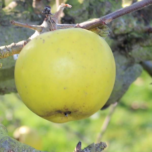 Apple: Sturmer Pippin