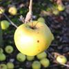 Apple: Sturmer Pippin