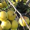 Apple: Sturmer Pippin
