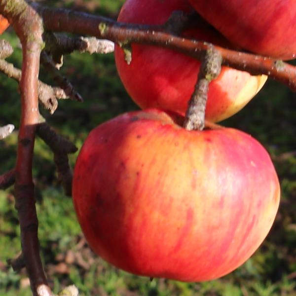 Apple: Sunrise