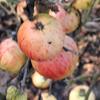 Apple: Topaz