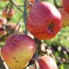 Apple: Wadhurst Pippin