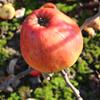 Apple: Wadhurst Pippin