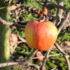 Apple: Wadhurst Pippin