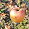 Apple: Westfield Seek No Further