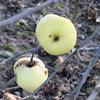 Apple: Winter Peach