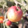 Apple: Fireside