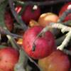 Apple: Fireside