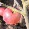 Apple: Fireside