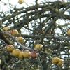 Apple: Judds Folly