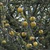 Apple: Judds Folly