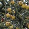 Apple: Judds Folly