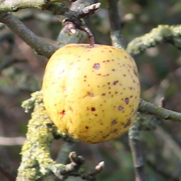 Apple: Judds Folly