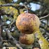 Apple: Judds Folly