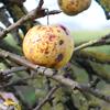 Apple: Judds Folly