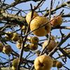 Apple: Judds Folly