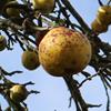Apple: Judds Folly