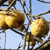 Apple: Judds Folly
