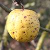 Apple: Judds Folly