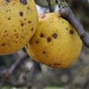 Apple: Judds Folly