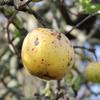 Apple: Judds Folly