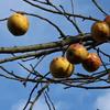 Apple: Judds Folly