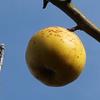 Apple: Judds Folly