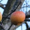 Apple: Kings Grace